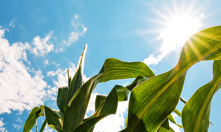 乳酸行业丨玉米里的“金丹”